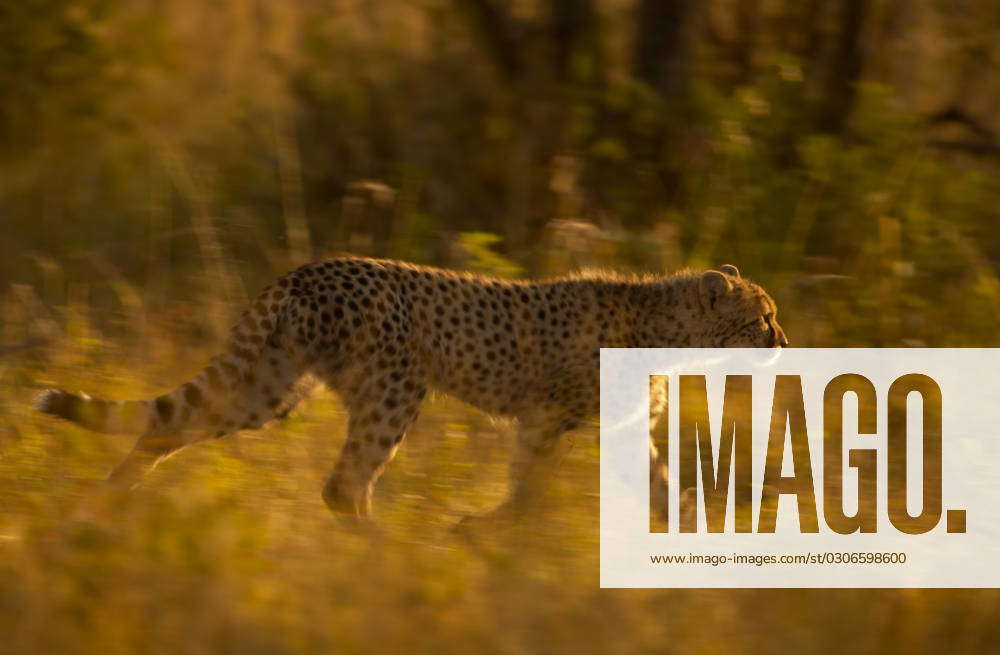 Cheetal Andy Rouse CHEETAH CHEETAH running Acinonyx jubatus Masai Mara Game Reserve, Kenya ...