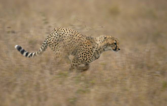 Cheetal Andy Rouse CHEETAH CHEETAH running Acinonyx jubatus Masai Mara Game Reserve, Kenya ...