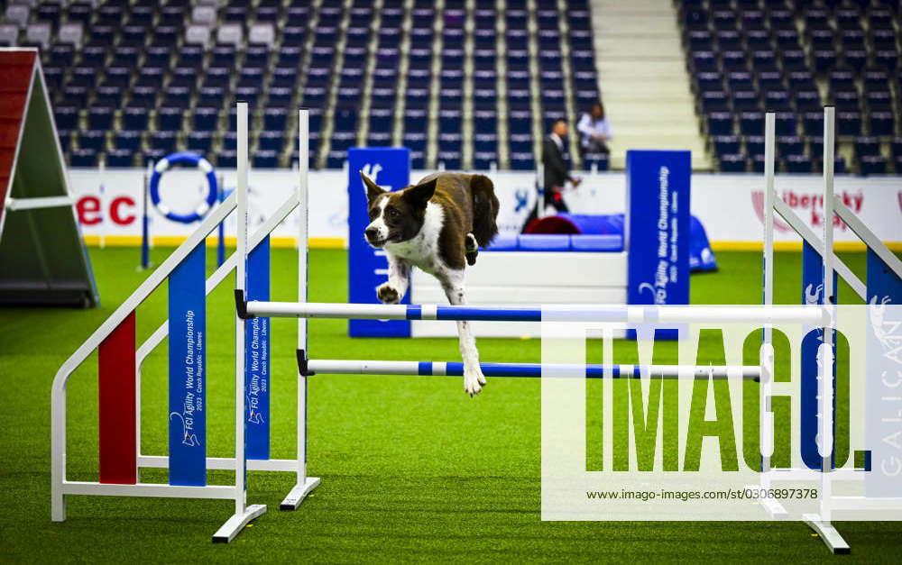 Seletiva para o FCI Agility World Championship 2023 – Brasil Agility