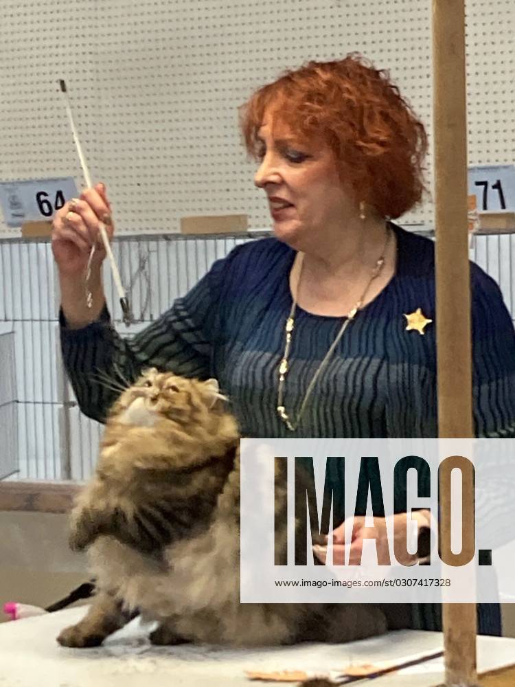 syndication-york-daily-record-iris-zinck-judges-during-the-cat