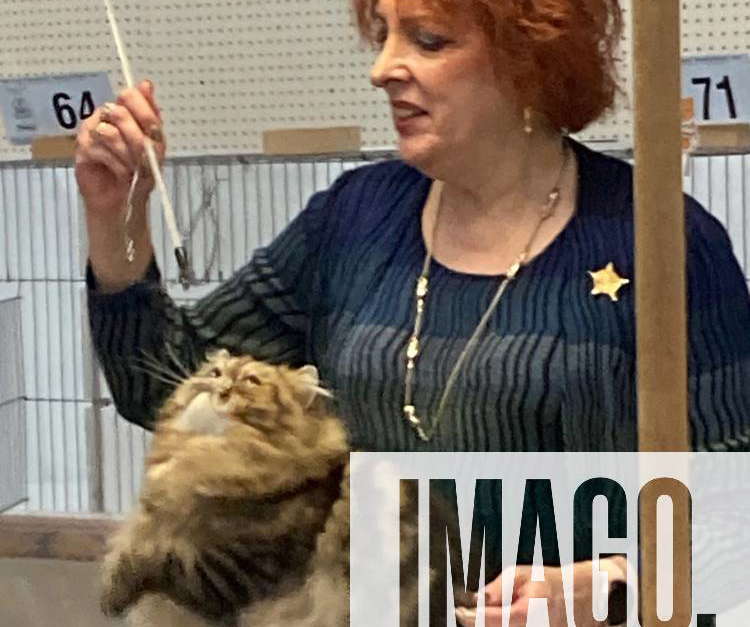 syndication-york-daily-record-iris-zinck-judges-during-the-cat