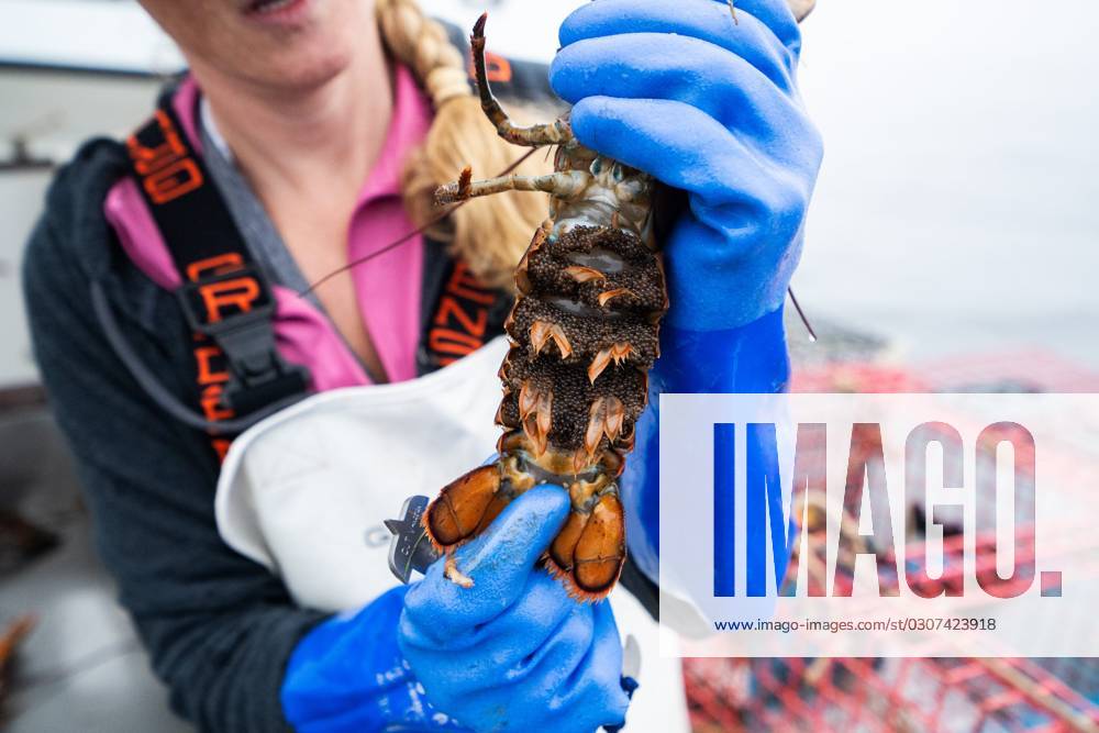 Syndication USA TODAY Krista Tripp holds up a female lobster carrying