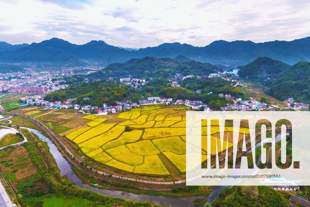 Rice Field in Anqing ANQING, CHINA - OCTOBER 9, 2023 - Photo taken on ...