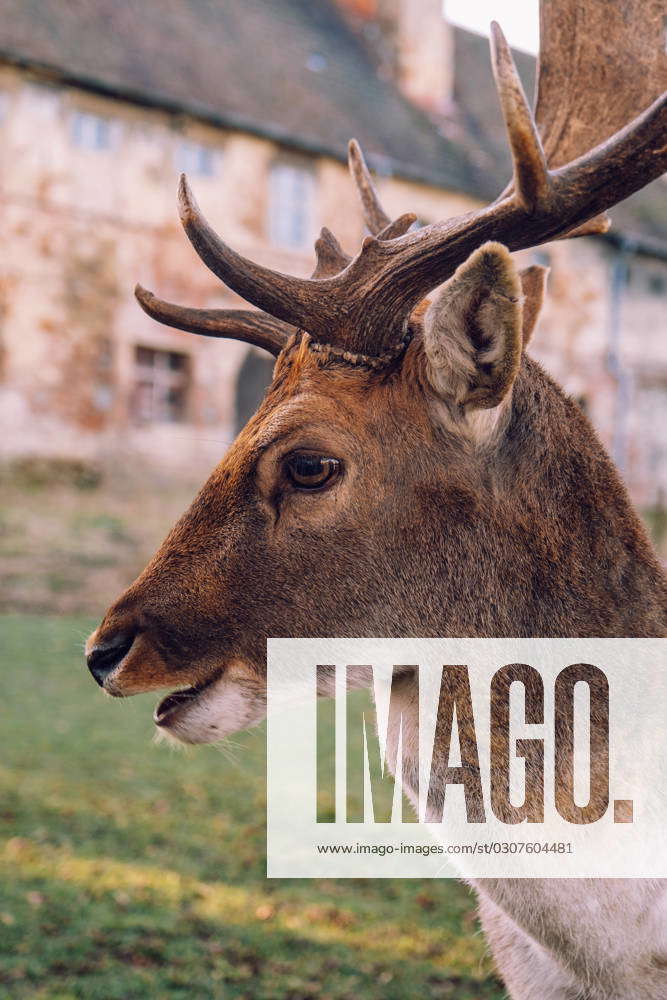 Group of deer in the courtyard of the castle Niemodlin Wroc?aw, Lower ...