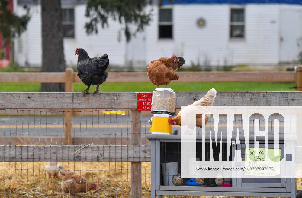 Chickens Look For Fallen Grain Outside The Burgers Farm Market, Quail ...