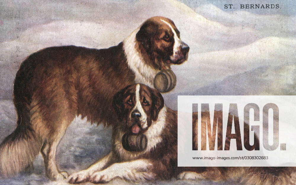 St Bernard Rescue Dogs A Pair Of Saint Bernard Rescue Dogs With Their