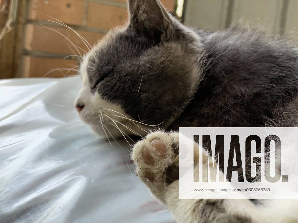 A cute stray cat peacefully asleep in a desolate, abandoned setting ...