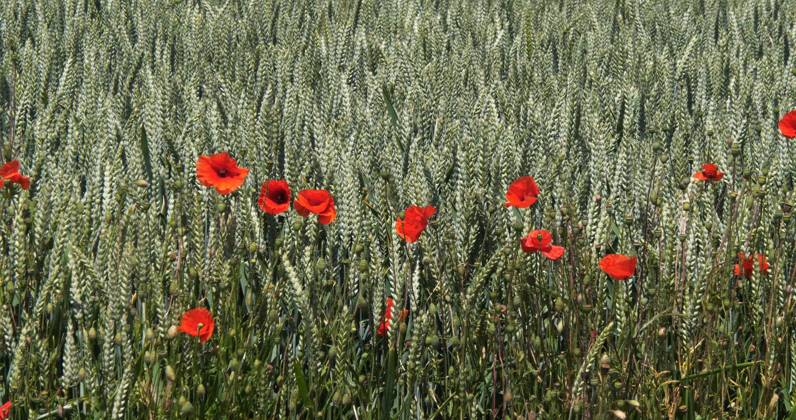 Mohn in a Wheat field Papaver rhoeas , in Flower, Normandy in France