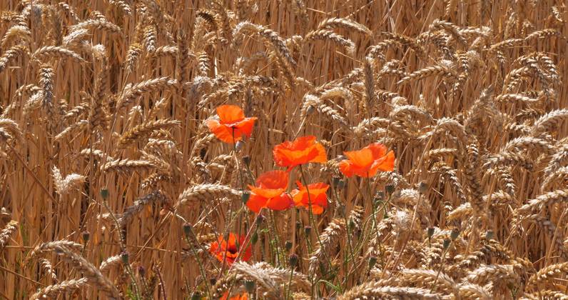 Mohn in a Wheat field Papaver rhoeas , in Flower, Normandy in France