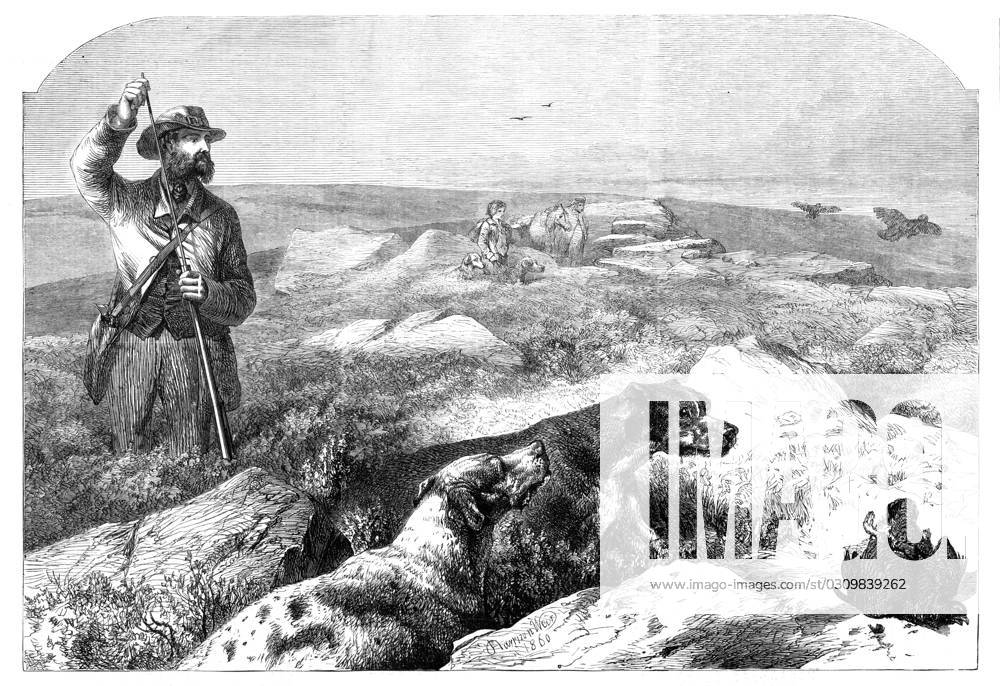 Grouse-shooting - from a drawing by Harrison Weir, 1860. Blood sports ...