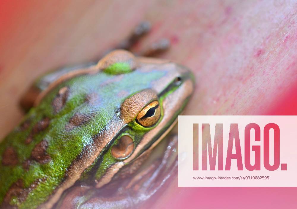 A close-up photo of a frog (Litoria aurea; Green and Golden Bell frog ...