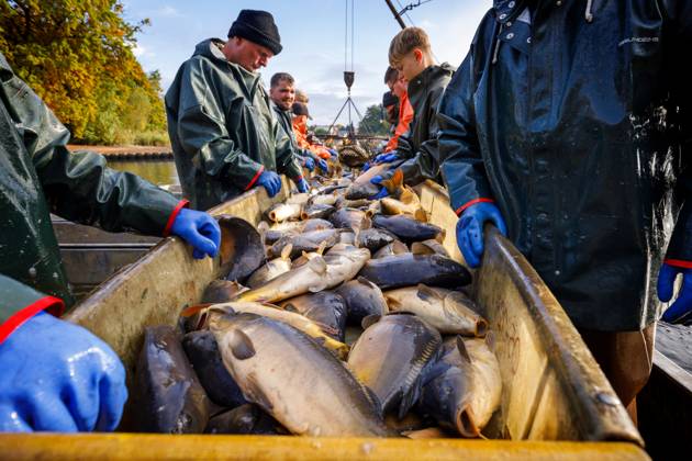 Traditional Abfischen of the Peitzer ponds DEU Germany Brandenburg ...