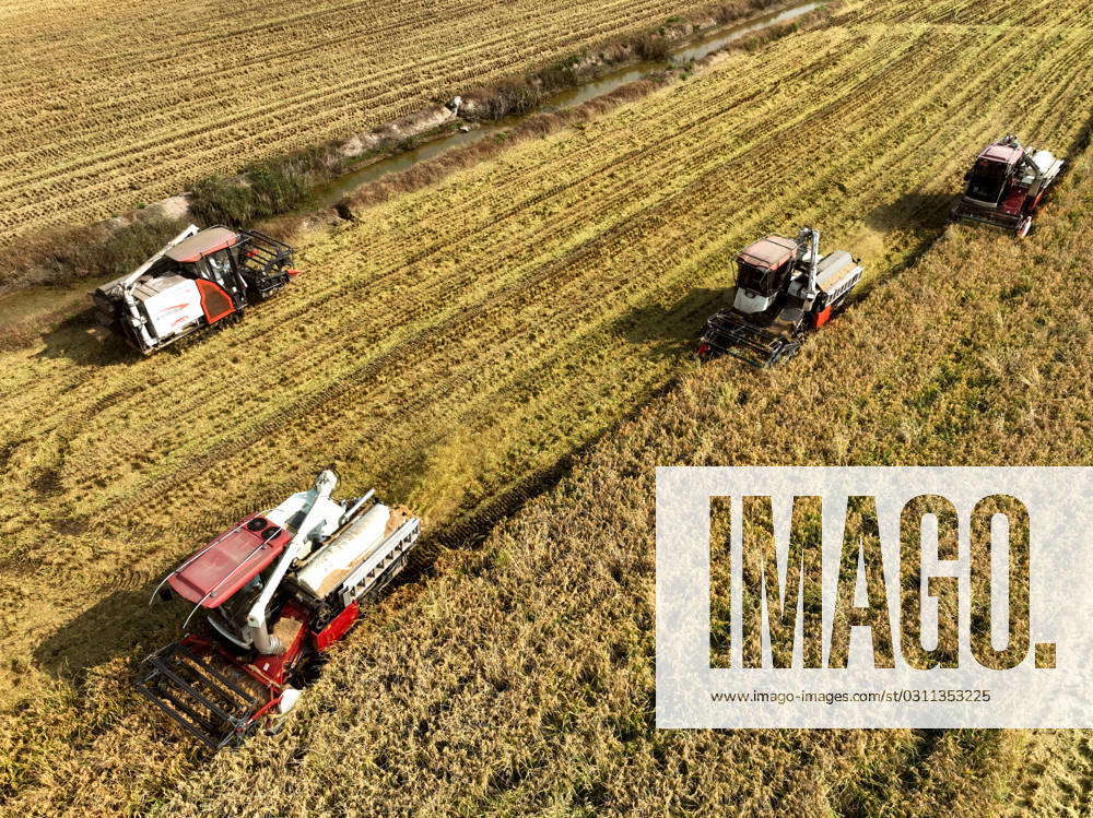 Rice Harvest in Lianyungang LIANYUNGANG, CHINA - Harvesters harvest ...