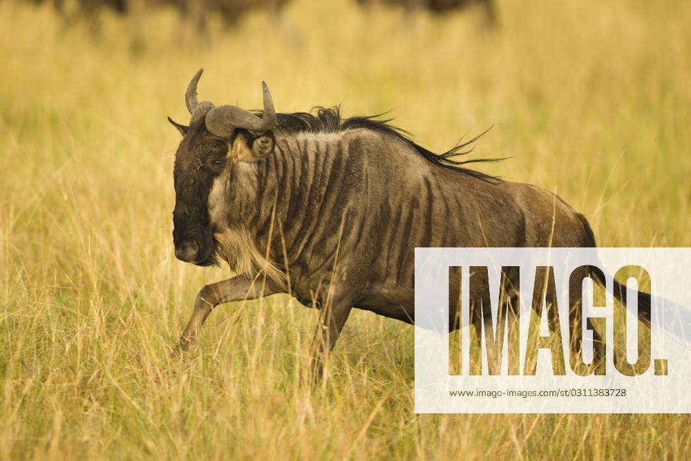 White-bearded Wildebeest or Gnu, Connochaetes taurinus, running ...