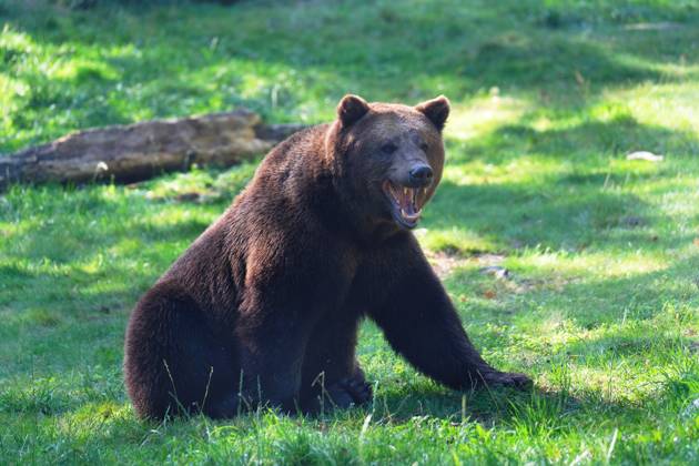 Animals Brown bear European brown bear in action Animals Brown