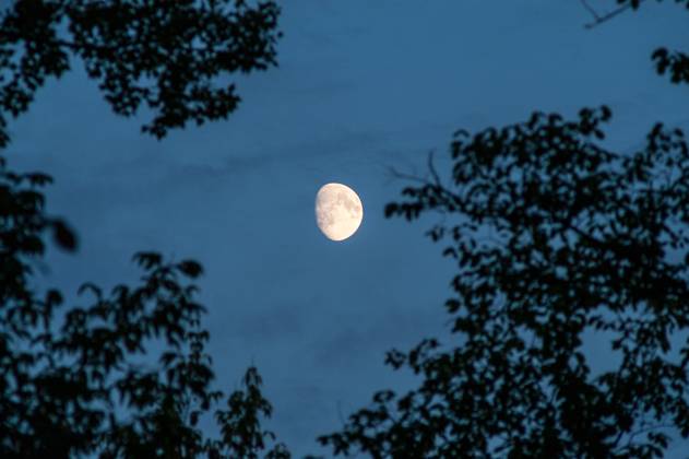 A vertical closeup of the moon Unsplash on the blue sky tree ...