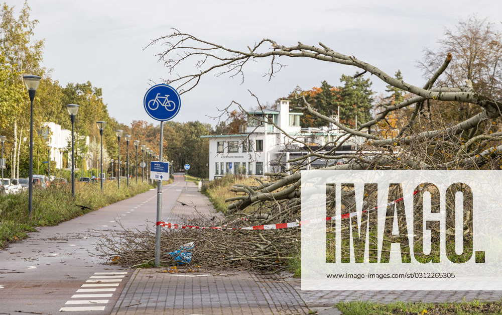 Aftermath Of Storm Ciaran A fallen tree near Eindhoven after the storm ...