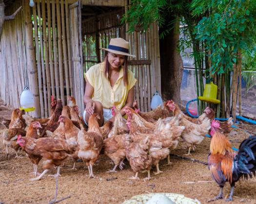 Asian women picking eggs at a ecological farm in Thailand Asian women ...