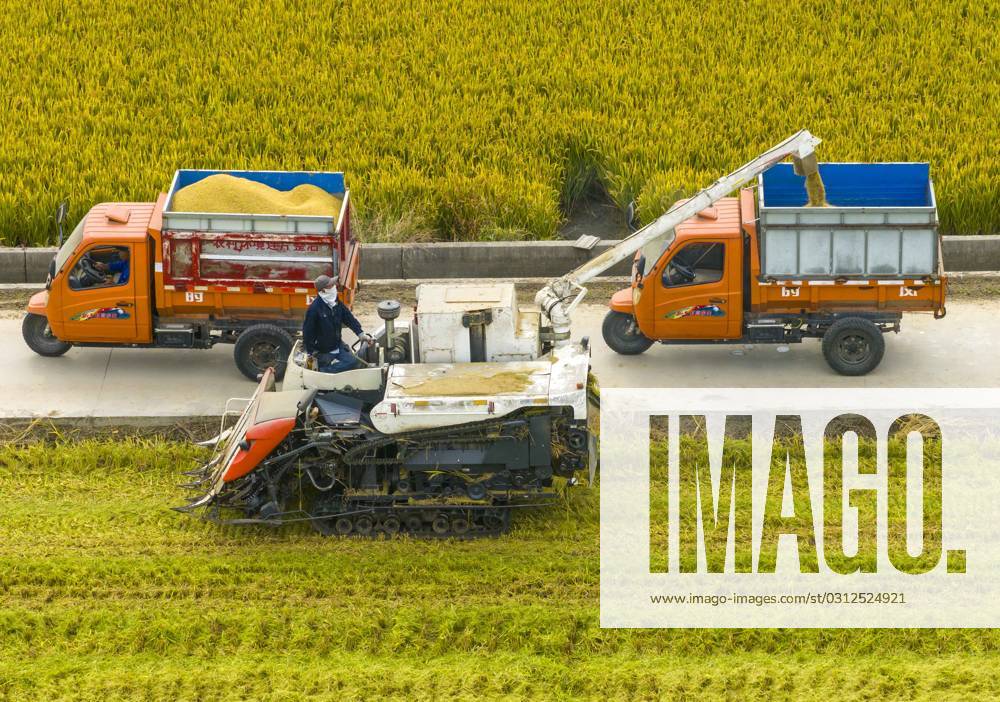 Rice Harvest in Taizhou TAIZHOU, CHINA - NOVEMBER 4, 2023 - Farmers ...