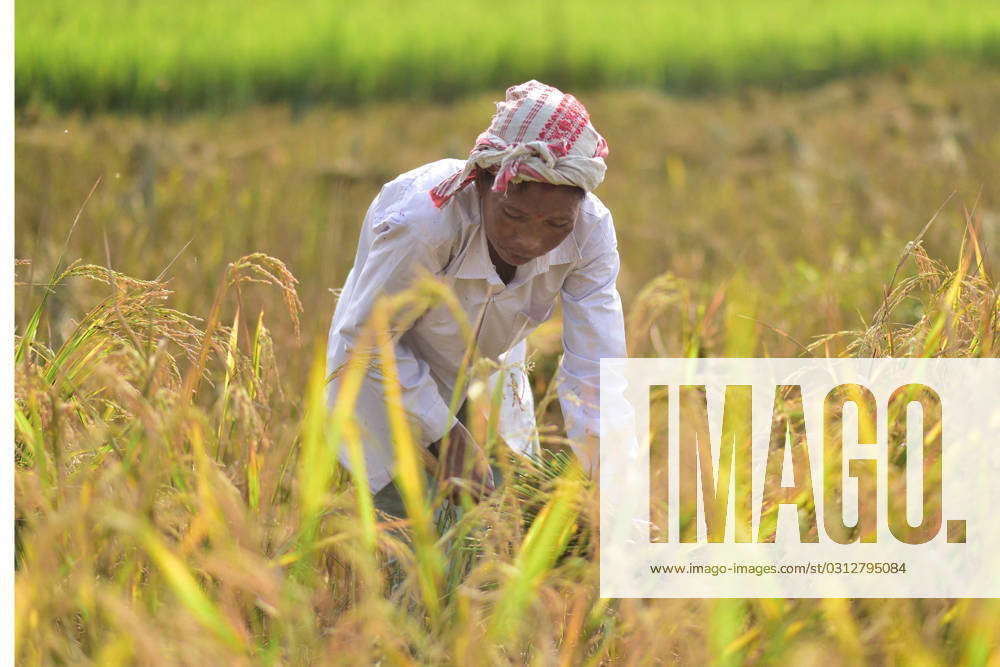 (231106) -- ASSAM, Nov. 6, 2023 -- A farmer harvests paddy at a field ...