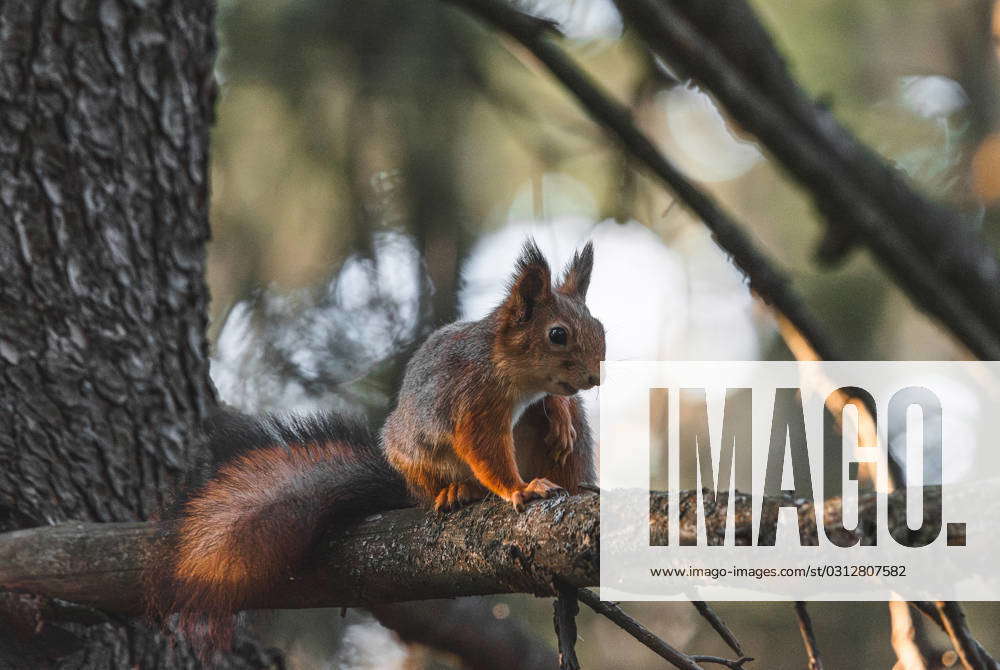 squirrel-sitting-on-a-branch-in-the-forest-eurasian-red-squirrel-espoo