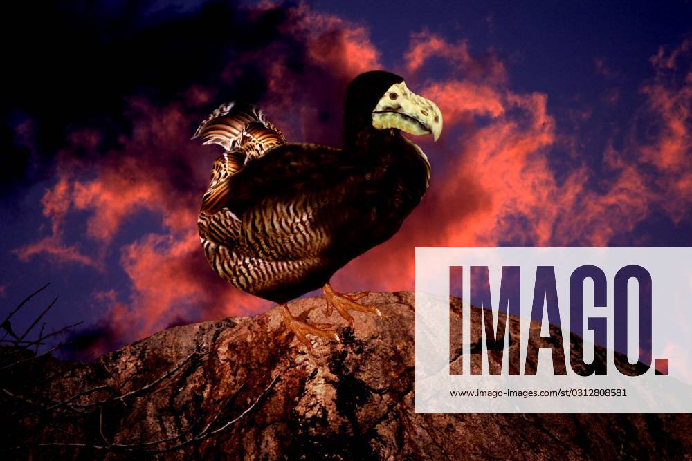 Dodo Rahu Dodo bird Raphus cucullatus03 (Raymond Tercafs, Productions S Raphus ...