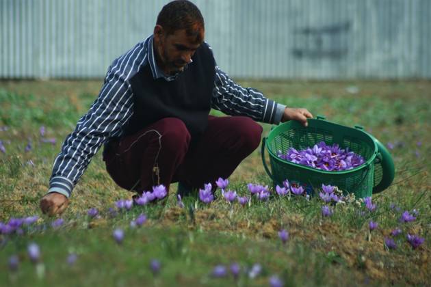 What Feeling Can High Quantities Of Saffron Produce