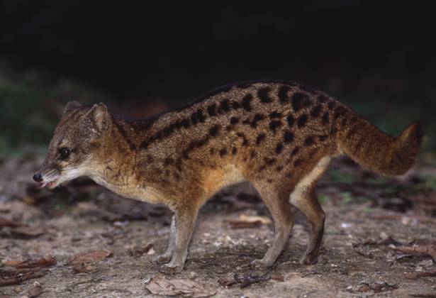 FANALOKA FANALOKA MALAGASY STRIPED CIVET Fossa fossana foraging at ...