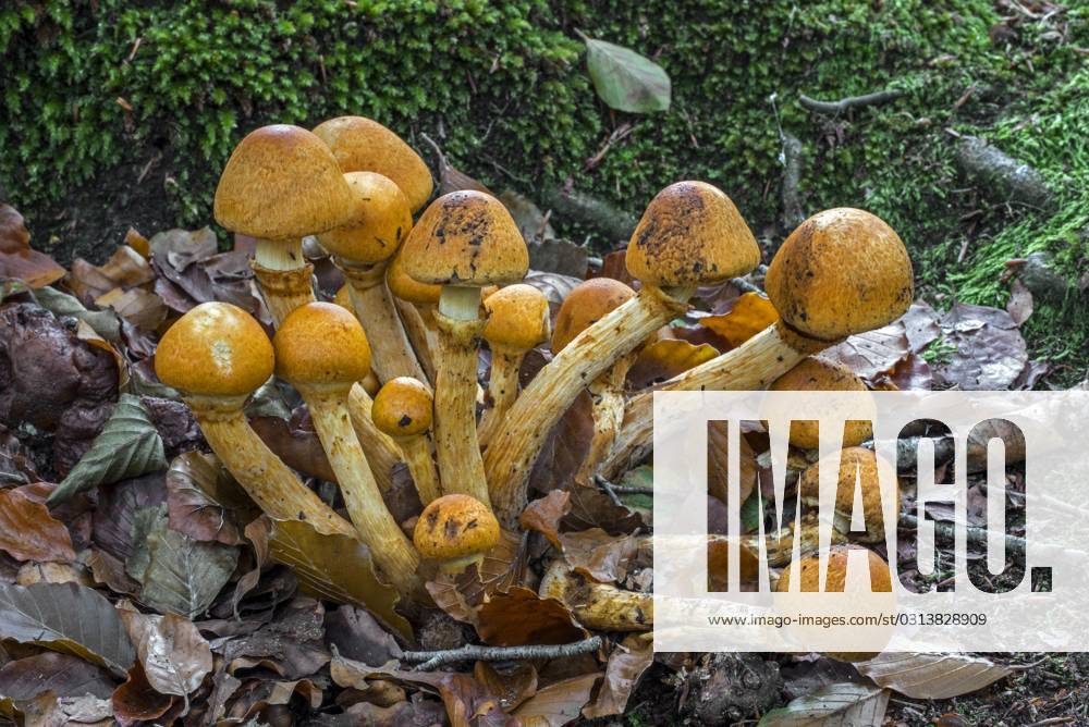 Spectacular Rust fungus, Lachender Tuber leaf fungus Gymnopilus ...