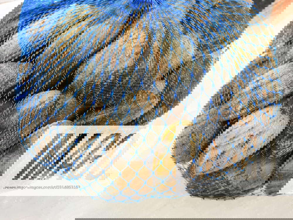 Fresh raw hard clam in the bag on ice,close up. , 27943704, animal