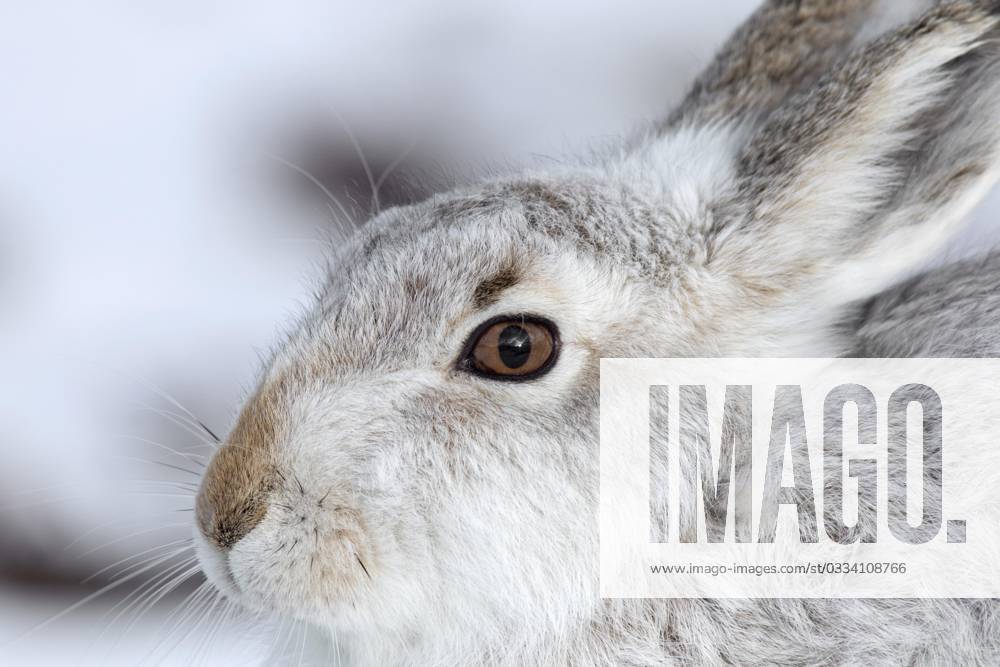 Close-up one Snow hares Lepus timidus , Alpine hare, Snow Hare with ...