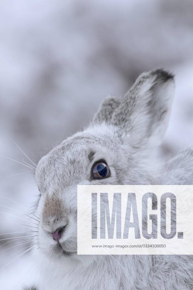 Close-up one Snow hares Lepus timidus , Alpine hare, Snow Hare with ...