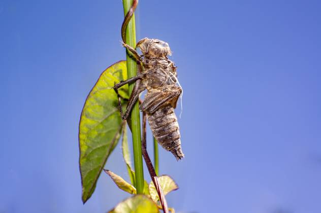 Dragonflies cocoon on green grass in summer nature , 34330708, dragon ...