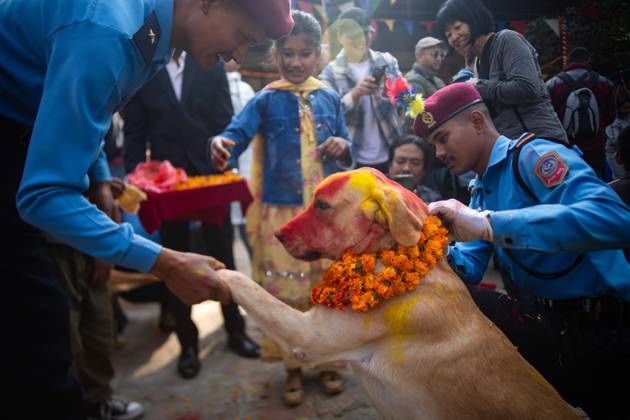 Dog worship during the Tihar festival in Kathmandu, Nepal - 12 Nov 2023 ...