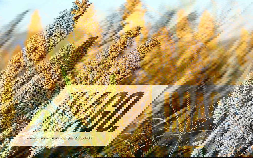 wild Moors Millet, Aleppo millet, Aleppo Millet