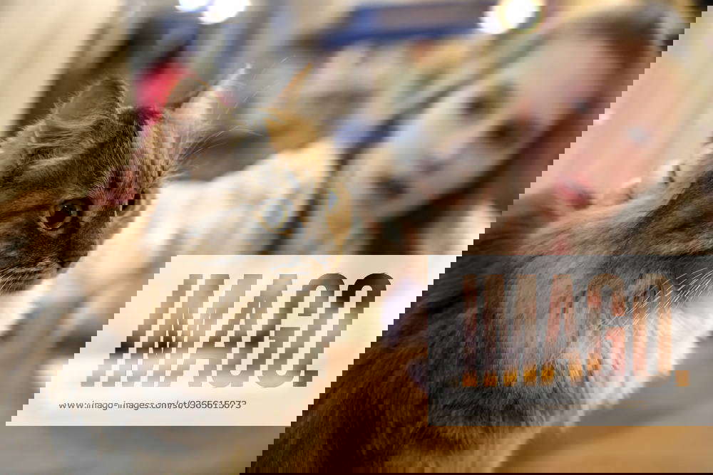 RUSSIA, MOSCOW NOVEMBER 18, 2023 A cat is seen at the Murchashka cat