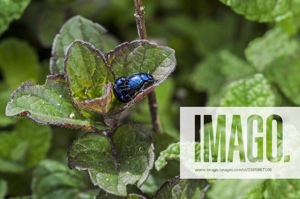 Two Blue Mint Beetle, Blue Leaf Beetle Chrysolina Coerulans At The 