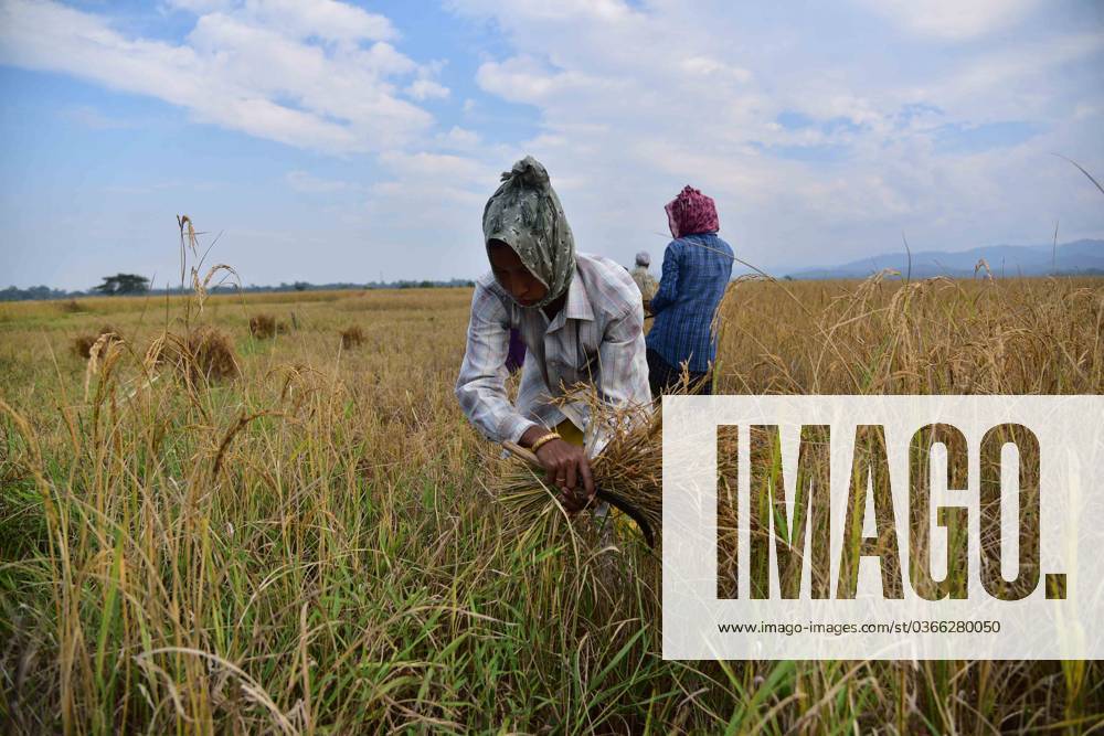 Rice Harvesting In Assam Farmers harvests paddy at a field during the ...