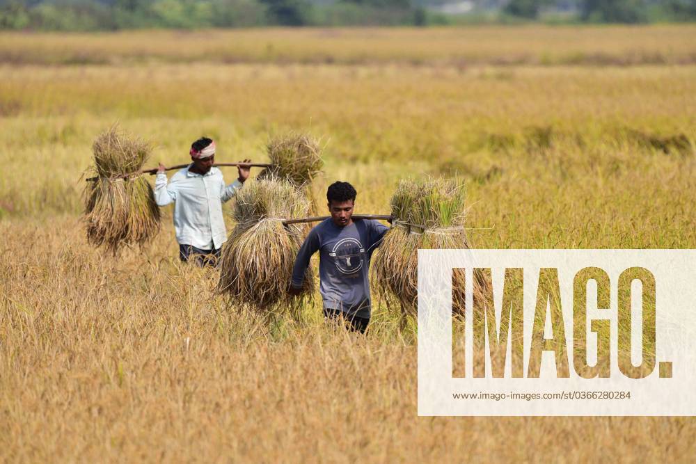 Rice Harvesting In Assam Farmers carries paddy on their shoulder after ...