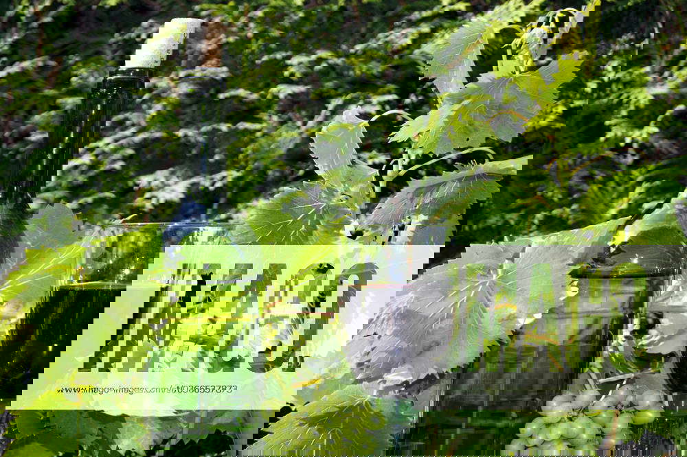 White wine bottle with Glass Red wine and Wine tendril White Wine