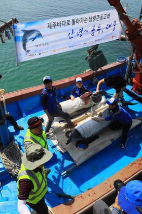 Wild-caught dolphins back to waters off Jeju Wild-caught dolphins back ...