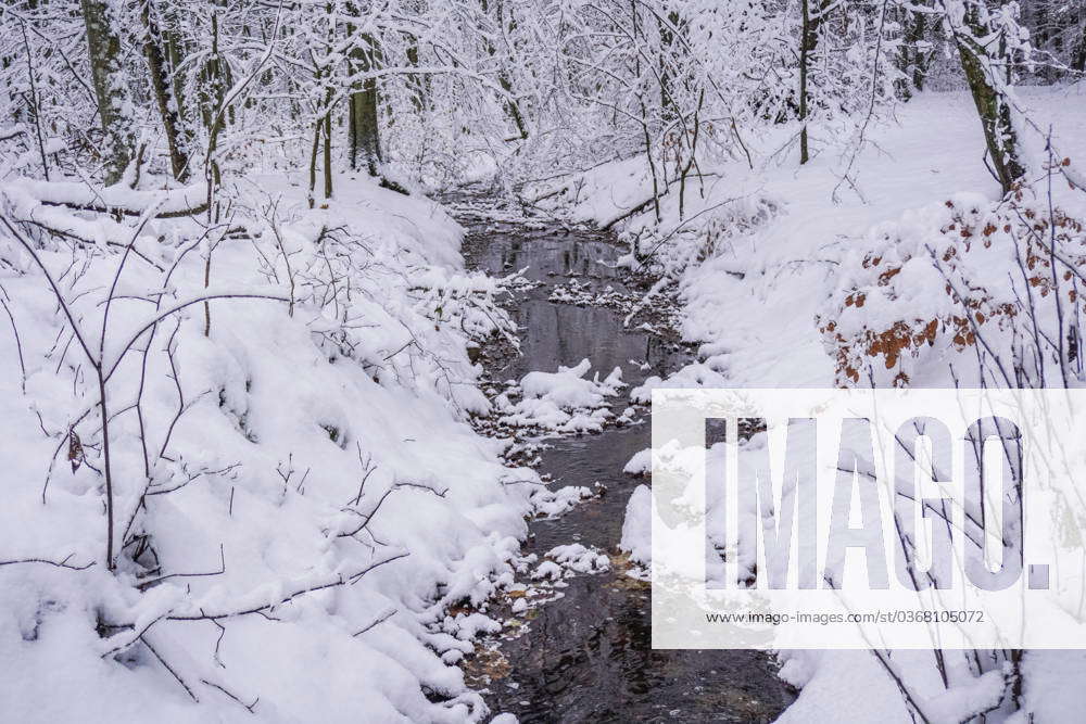 Winter Hits Poland, Gdansk A snow-covered forest road and trees are ...