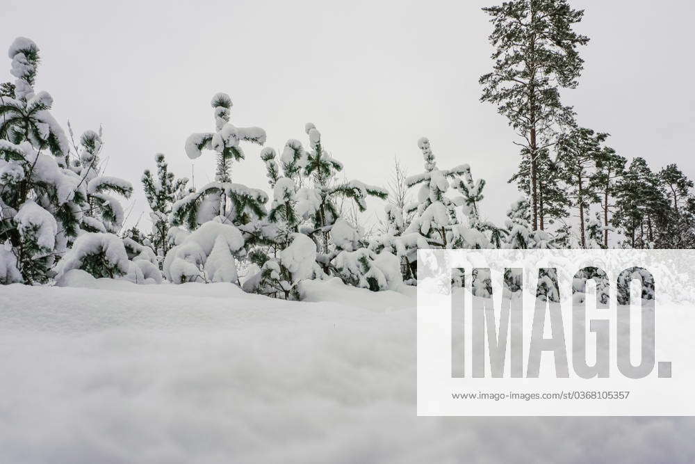 Winter Hits Poland, Gdansk A snow-covered forest road and trees are ...