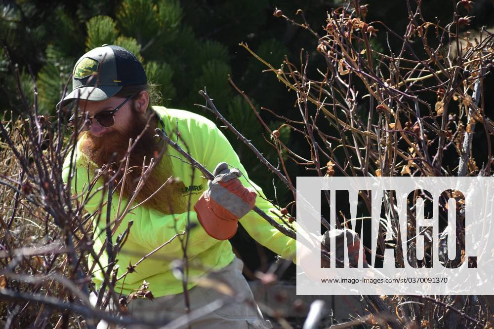 Syndication The Coloradoan, Jeremy McReynolds of Belmire Sprinkler and Landscaping in Loveland