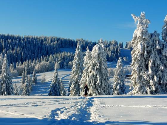 Feldberg themed picture winter sports, skiing, skiing fun on the ...