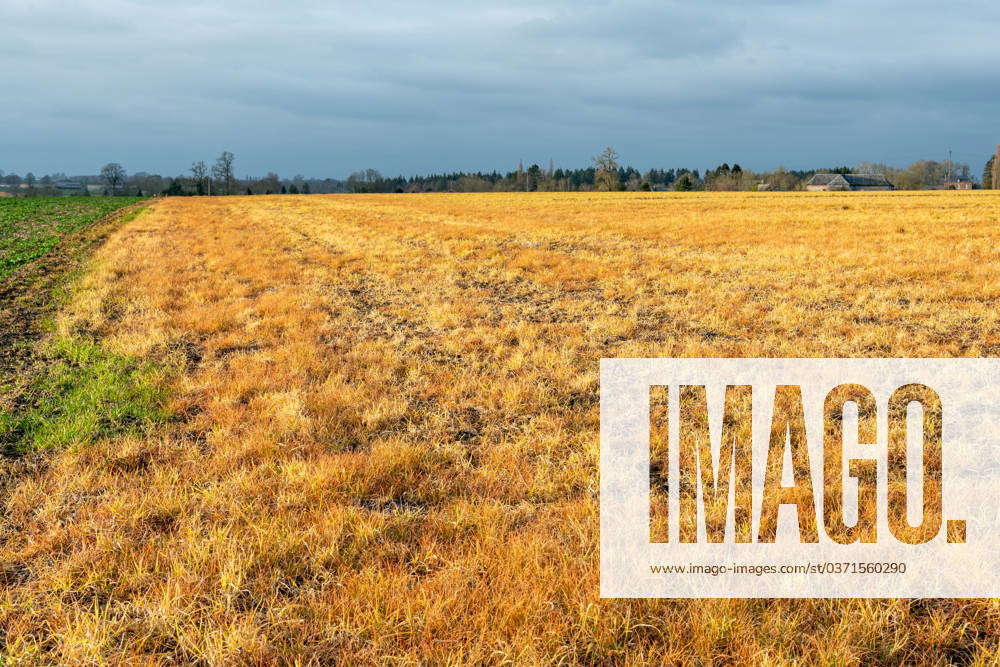 Orange field after application of glyphosate weedkiller Field with ...