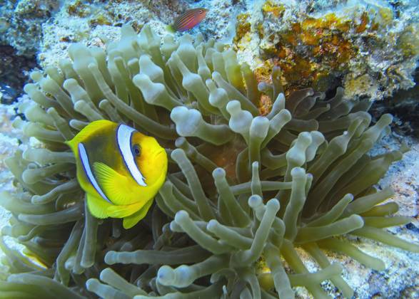 Sea Anemone Actiniaria Red Sea Anemonefish Amphiprion bicinctus Red Sea