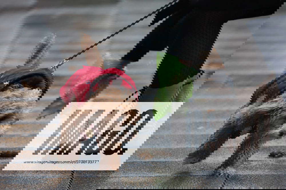 Symbolic photo, dog pooping on sidewalk, dog excrement, mistress picks