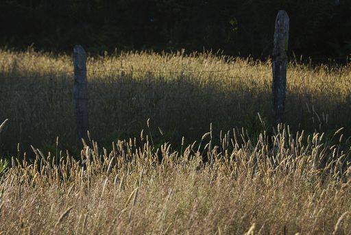 A view of meadow bluegrass in the field 694203 RECORD DATE NOT