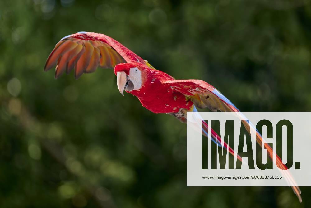 Scarlet Macaw Ara Macao at Flight, captive, Lower Saxony, Germany, Europe